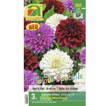 Packung Zierdahlienmischung für Beet und Topf