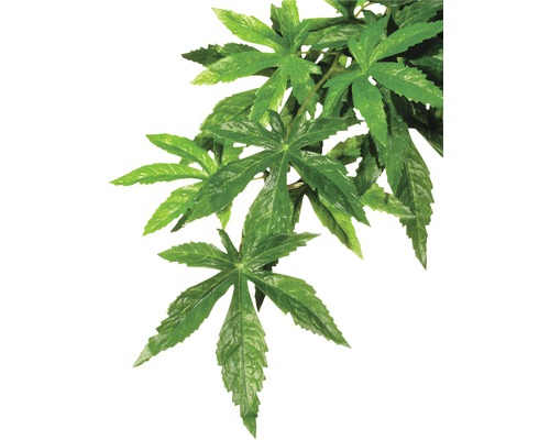 Exo Terra Hängepflanze Abutilon, mittel Exo Terra Hängepflanze Abutilon, mittel