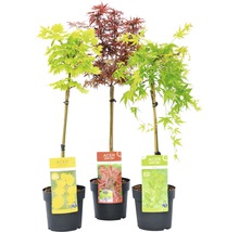 Drei Ahorn-Zierbäume in Töpfen