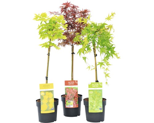 Drei Ahorn-Zierbäume in Töpfen