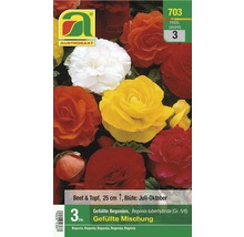 Austro Saat gefüllte Begonienmischung für Beet und Topf, Blütezeit Juli bis Oktober