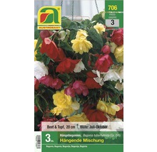 Hänge-Begonien Mischung, Begonia tuberhybrida