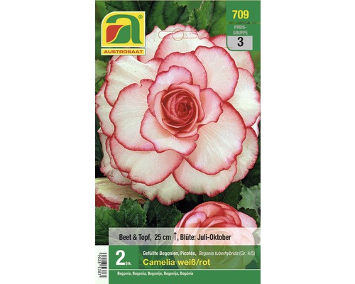 Blumenzwiebel Begonie 'Picotee Camelia' 2 Stk.