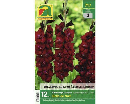 Blumenzwiebel Austrosaat Gladiole Belle de Nuit