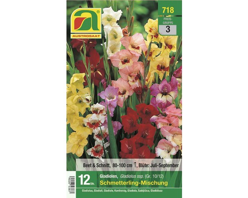 Blumenzwiebel Austrosaat Gladiole Schmetterling-Mischung