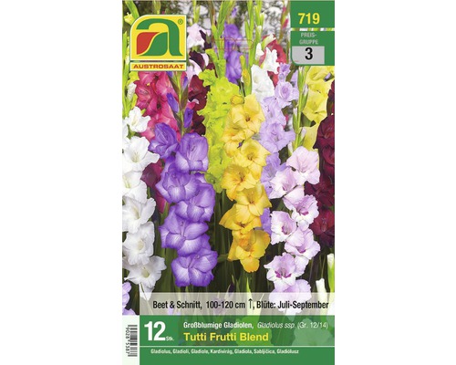 Blumenzwiebel Gladiole 'Tutti Frutti Blend' 10 Stk.