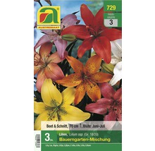 AUSTROSAAT Lilien Bauerngarten-Mischung, enthält drei Stück Lilien der Sorte Lilium spec, Wuchshöhe circa 70 cm, Blütezeit Juni bis Juli
