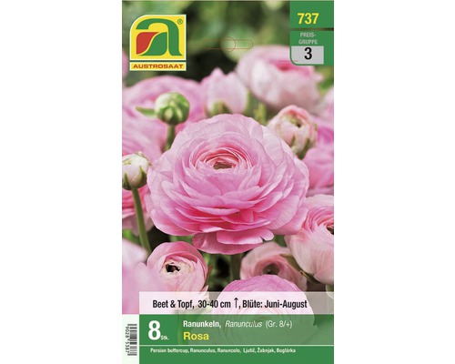 Blumenzwiebel Ranunkel pink 8 Stk.