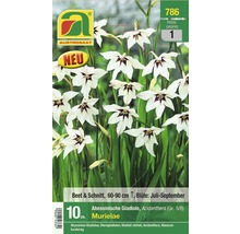 Packung Abessinische Gladiole Murielae für Beet und Schnitt, Blütezeit Juli bis September