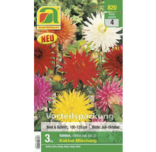 Austrosaat Dahlienmischung Kaktus, Vorteilspackung mit drei Stück
