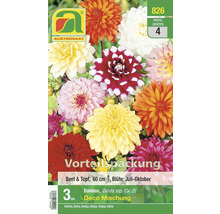 Packung Dahlienmischung für Beet und Topf, circa 60 cm hoch, Blütezeit Juli bis Oktober