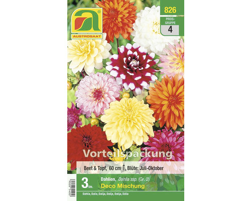 Blumenzwiebel Austrosaat Dahlie Beet Mischung