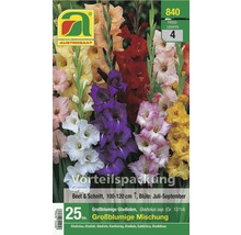 Packung großblumiger Gladiolenmischung