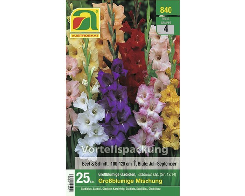 Blumenzwiebel Austrosaat Gladiole Prachtmischung 25 Stück