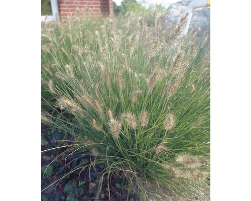 Lampenputzergras FloraSelf Pennisetum alopecuroides 'Hameln' H 20-50 cm Co 5 L