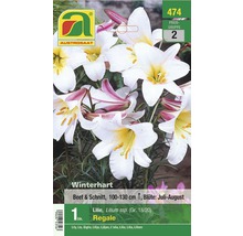 Verpackung mit winterharten Lilienzwiebeln der Sorte Regale