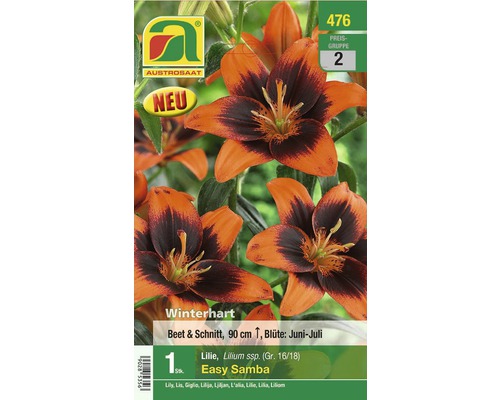 Blumenzwiebel Austrosaat Lilie Easy Samba