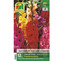 Austro Saat Großblumige Gladiolen Prachtmischung, Blütezeit Juli bis September