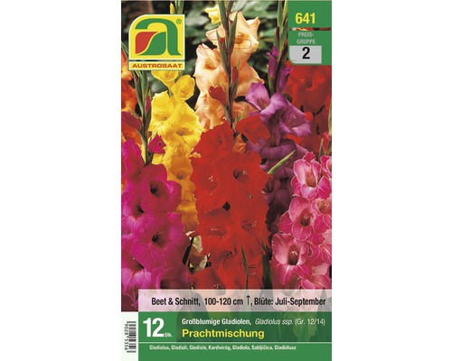 Blumenzwiebel Austrosaat Gladiole Prachtmischung 12 Stück