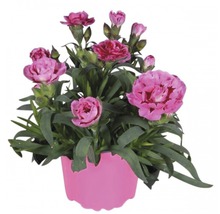 Nelkenpflanze in einem Topf