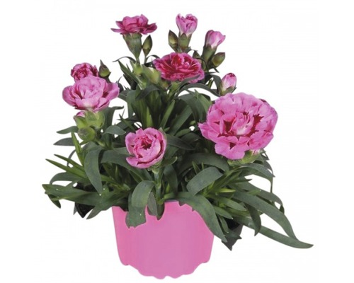 Nelkenpflanze in einem Topf