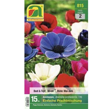 Austro Saat Anemonen Blumenzwiebeln Packung