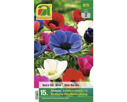 Blumenzwiebel Anemone Mischung 15 Stk.