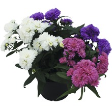 Herbstastern im Topf mit unterschiedlichen Farben