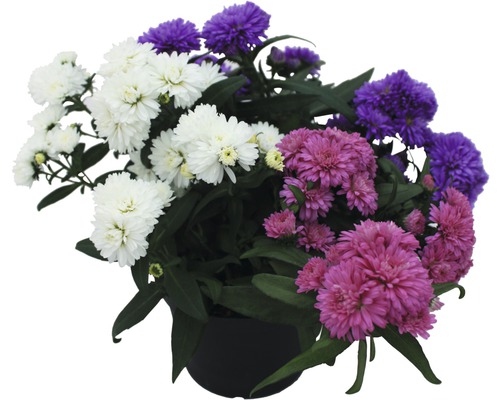 Herbstastern im Topf mit unterschiedlichen Farben