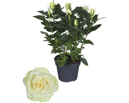 Zimmerrose FloraSelf Rosa Hybride 'Honora' H 30-40 cm Ø 13 cm Topf