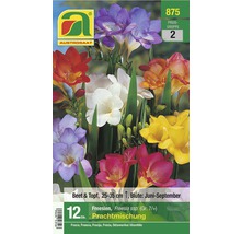 Packung Freesien Prachtmischung für Beet und Topf, Blütezeit Juni bis September