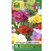 Packung gefüllte Freesienmischung für Beet und Topf, Blütezeit Juli bis September