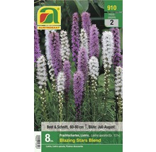 Packung Präriekerzen Blazing Stars Mischung, enthält acht Stück