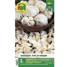 Austro Saat Pflanzknoblauch, 3 Stück, Erntezeit Juli bis September