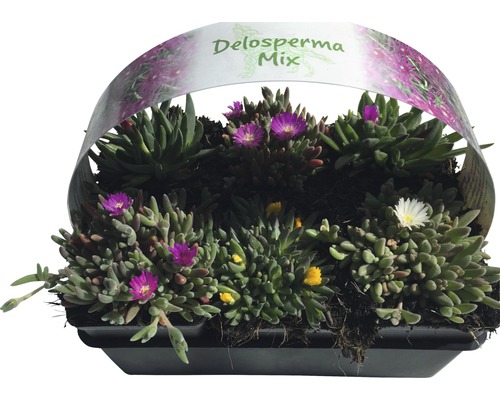Delosperma Mix im Pflanzgefäß mit verschiedenen Blütenfarben