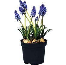 Blaue Traubenhyazinthen in einem Topf