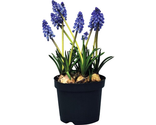 Blaue Traubenhyazinthen in einem Topf