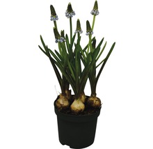 Blaue Traubenhyazinthe in einem Topf