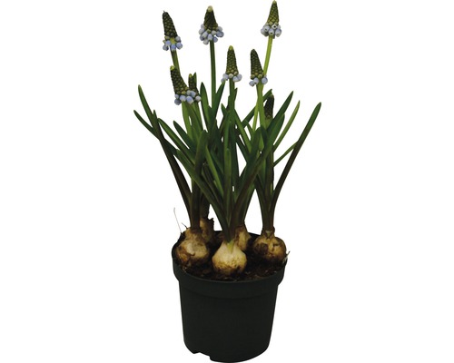 Blaue Traubenhyazinthe in einem Topf