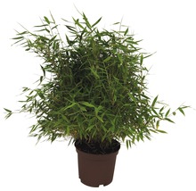 Bambuspflanze im Topf