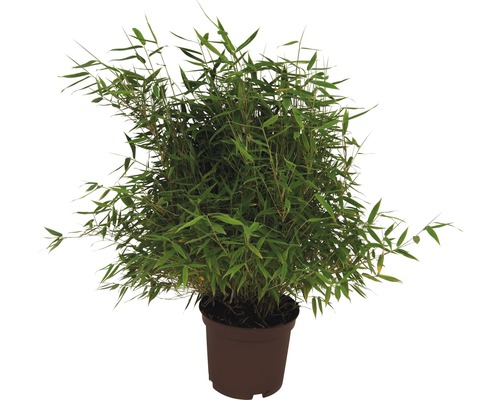 Bambuspflanze im Topf