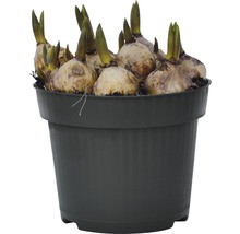 Blumenzwiebeln in einem Pflanzgefäß
