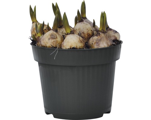 Blumenzwiebeln in einem Pflanzgefäß