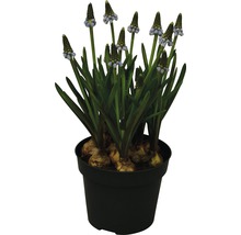 Traubenhyazinthe im Topf