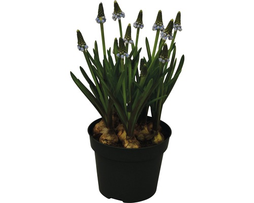 Traubenhyazinthe im Topf