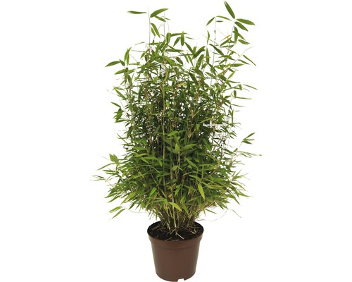 Bambuspflanze im Topf