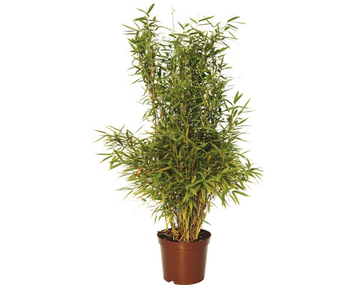 Bambuspflanze im Topf