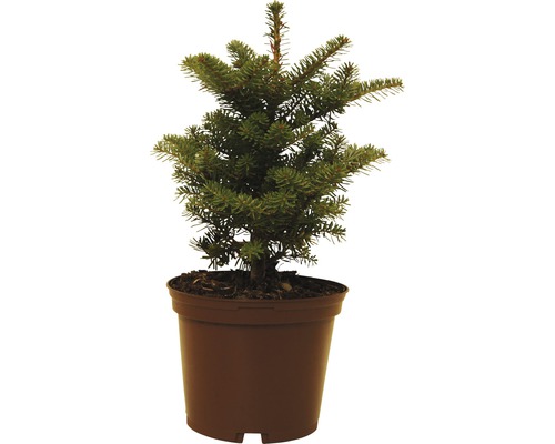 Kleine Fichte im Topf