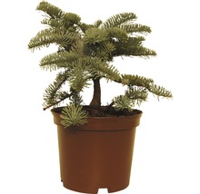 Koreatanne in einem Topf