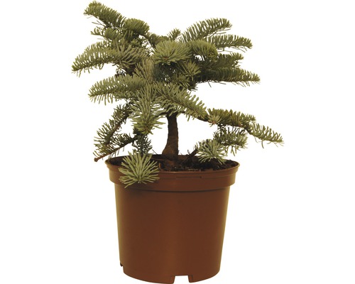 Koreatanne in einem Topf